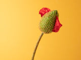 Fleur Artificielle, Wild Flower, 73cm Rouge