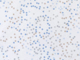 Drap-housse Bébé Coton Mini Dots 70x140cm Bleu