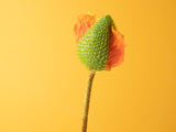 Fleur Artificielle, Wild Flower Fleur, 73cm Orange