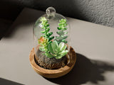 Fleur Artificielle Avec Vase Plastique Crassula Life 10x10x17cm Vert